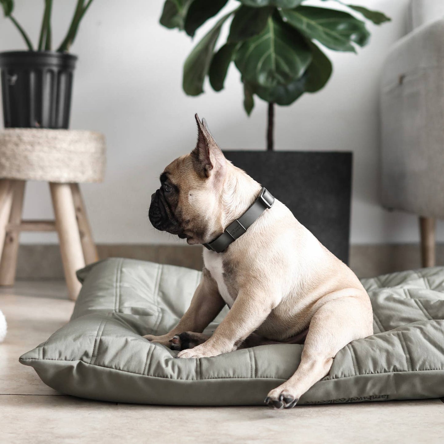 MAATIN | low rise reversible memory foam core pet bed