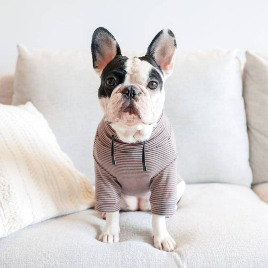 Cute Dog in Striped Sweater