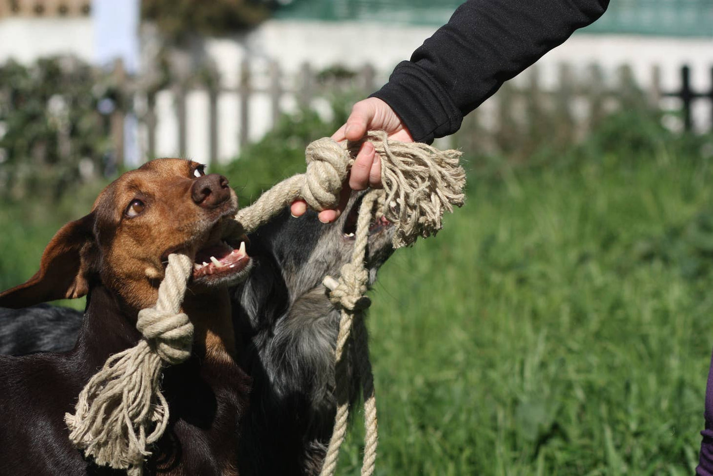 Organic hemp rope dog toy, Made for serious chewers