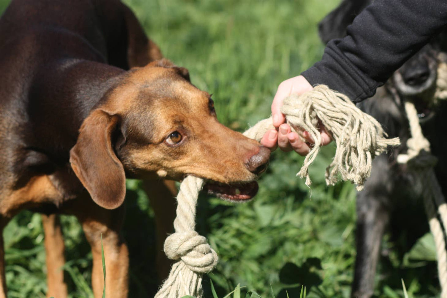 Organic hemp rope dog toy, Made for serious chewers