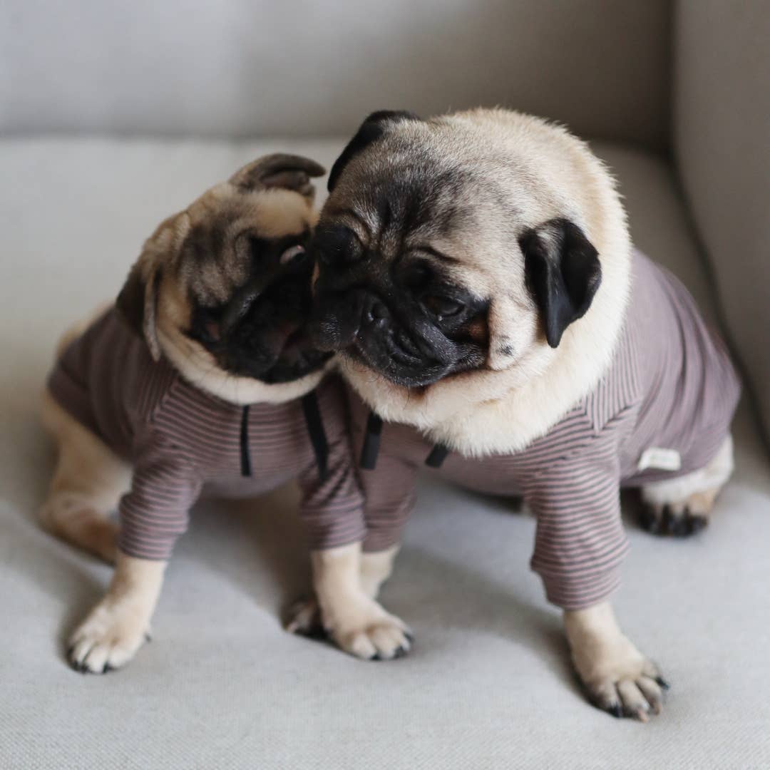 Cute dogs in sweaters