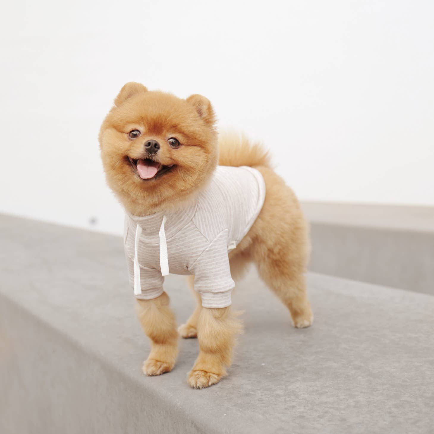 Cute Dog in Sweater