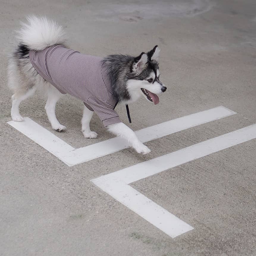 Cute Dog in Sweater