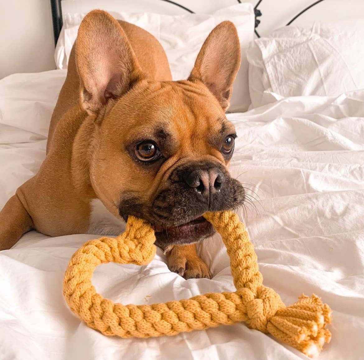 Heart Rope Tug Toy