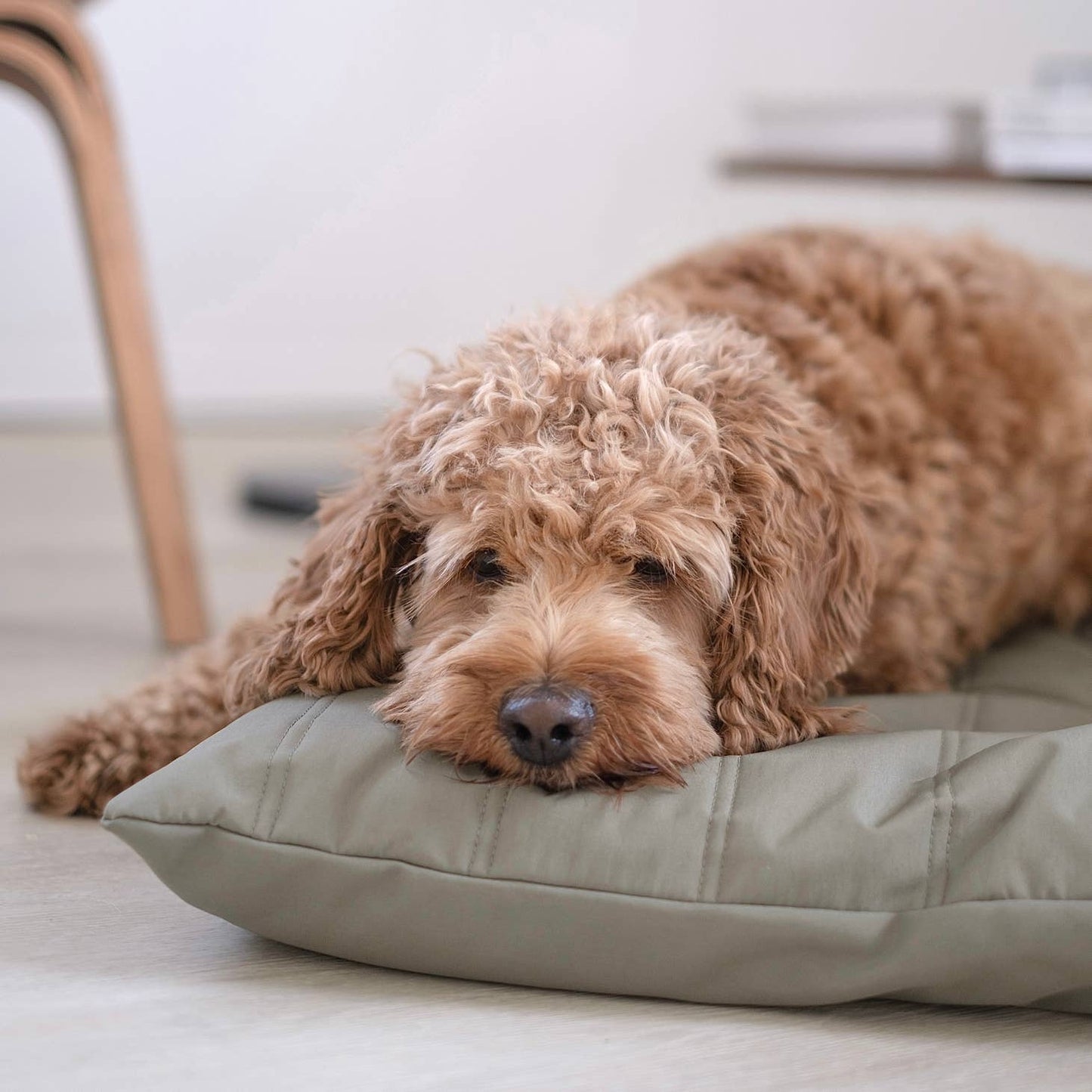 MAATIN | low rise reversible memory foam core pet bed