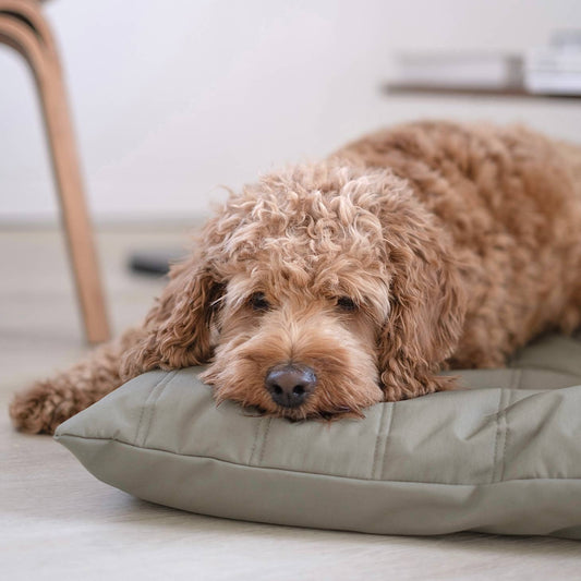 MAATIN | low rise reversible memory foam core pet bed