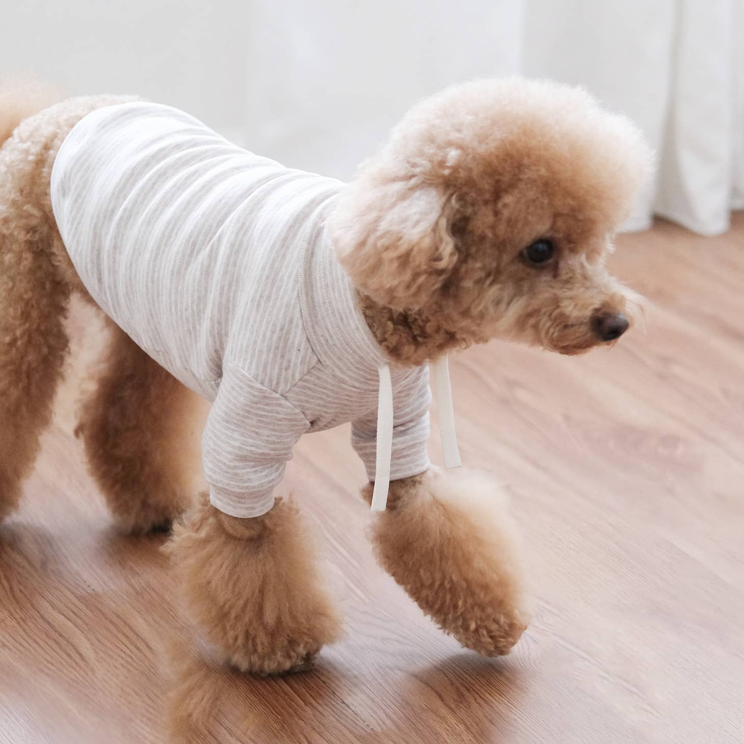 Cute Dog in Sweater